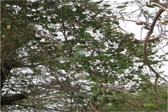 Pentatropis capensis